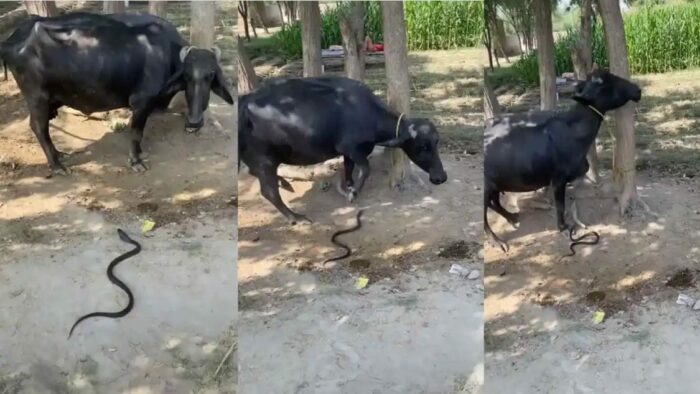 Viral Video: వీడు అస్సలు మనిషేనా? వీడియో తీస్తూ ఆనందం పొందుతున్న యజమాని..