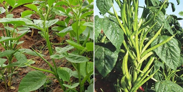 Cluster Beans Cultivation: గోరు చిక్కుడు సాగులో ముఖ్యంగా తీసుకోవాల్సిన జాగ్రత్తలు..