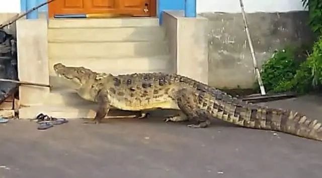 West Bengal : వీధుల్లో కనిపించిన భారీ మొసలి.. భయం జనం పరుగులు..