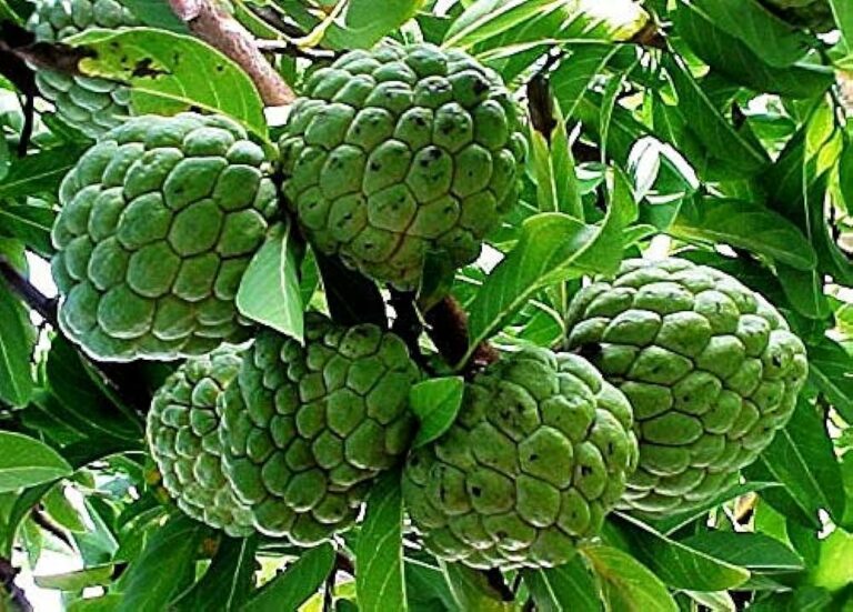 Custard Apple Farming: సీతాఫలాలు పండిస్తూ ఆదాయాన్ని పొందుతున్న రైతన్నలు..
