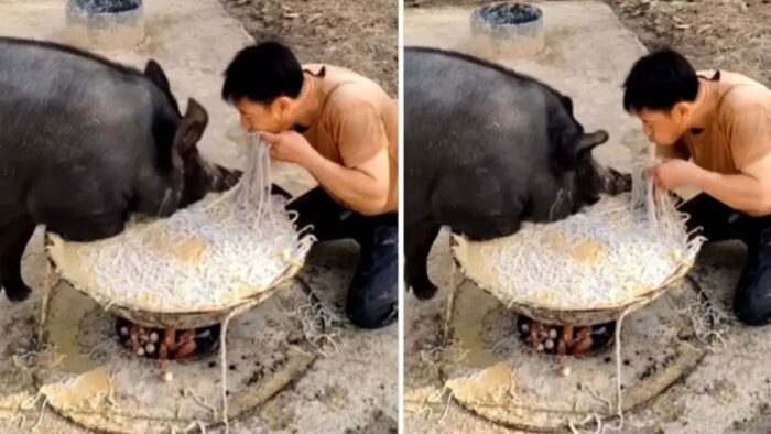 Viral Video: ఓరి నాయనో.. ఇదేం పిచ్చి సామి..పందితో తింటున్న యువకుడు..