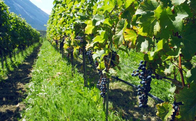 Grape Farming : ద్రాక్ష సాగులో తప్పక పాటించాల్సిన మెళుకువలు..