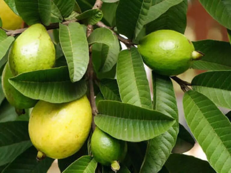 Health Benefits : జామ ఆకులు నిజంగా ఆ సమస్యను తగ్గిస్తుందా?