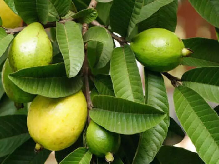 Health Benefits : జామ ఆకులు నిజంగా ఆ సమస్యను తగ్గిస్తుందా?