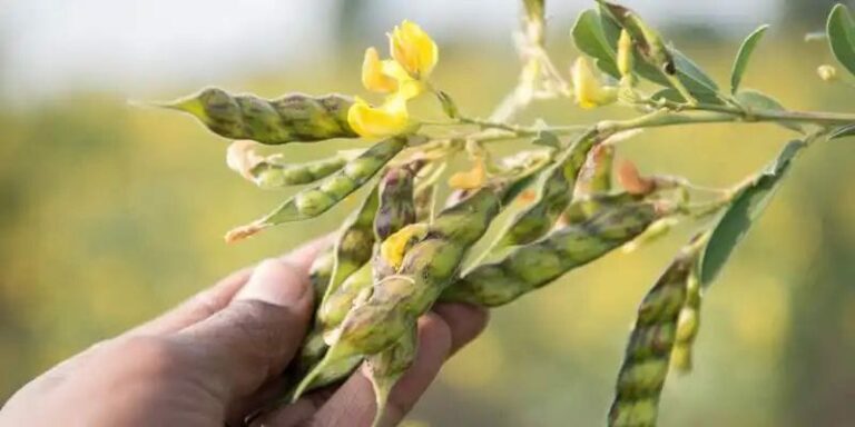 Red Gram Pest Control : కందిలో తెలుగు నివారణ చర్యలు.. జాగ్రత్తలు..