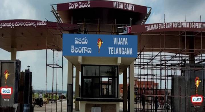 Vijaya dairy: నేడు తెలంగాణ విజయ ఫెడరేషన్​ మెగా డెయిరీ ప్రారంభం