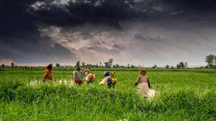 Monsoon:దెబ్బతీసిన ఎల్ నినో.. 5 ఏళ్ల కనిష్ట స్థాయికి వర్షాలు.. వ్యవసాయంపై తీవ్ర ప్రభావం..
