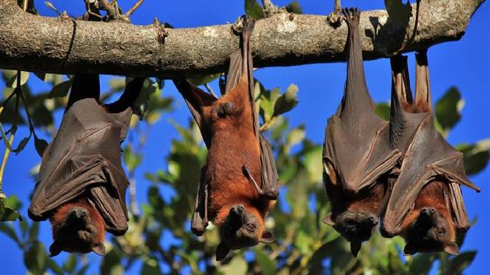 Nipah Virus