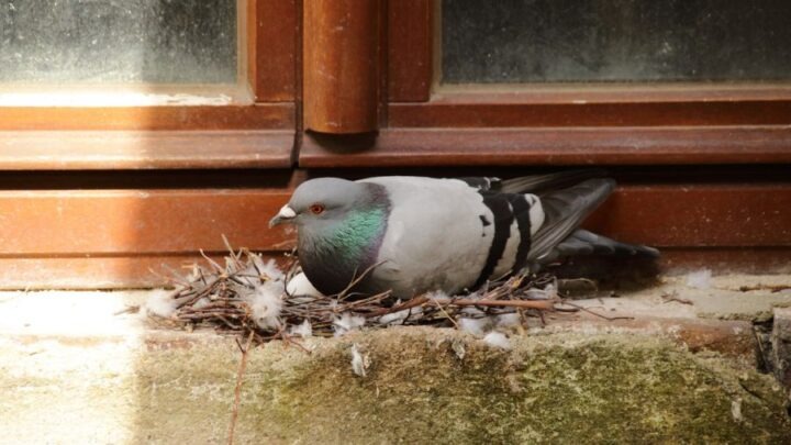 Vastu Tips : పావురం ఆ దిక్కున గూడు కడితే.. పట్టిందల్లా బంగారమే..