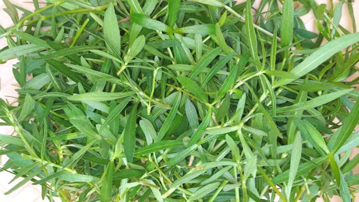 Health Tips: ఈ ఆకుకూరను మగవాళ్లు తింటే ఎంత ప్రయోజనం తెలుసా..!