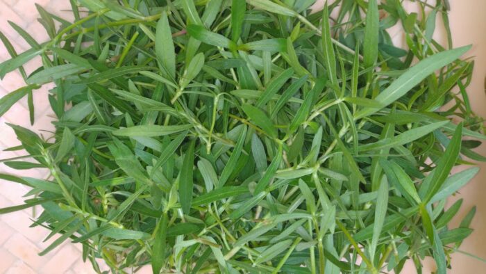 Health Tips : పొన్నగంటికూర అబ్బాయిలకు చేసే మేలు తెలిస్తే.. అస్సలు వదలరు..