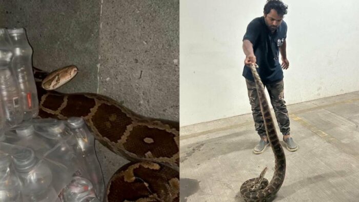 Mumbai : రెస్టారెంట్ లో భారీ కొండచిలువ..ఒళ్లు గగ్గుర్పొడిచే వీడియో..