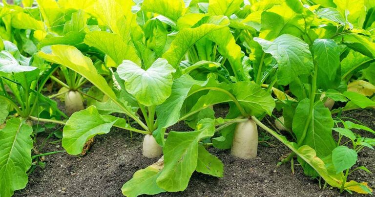 Radish Cultivation : ముల్లంగి సాగుతో అధిక లాభాలు..