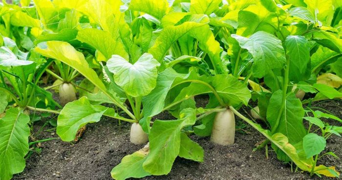 Radish Cultivation : ముల్లంగి సాగుతో అధిక లాభాలు..