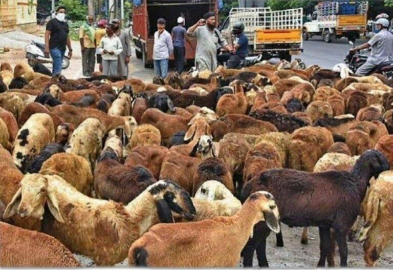 Sheep Farming : గొర్రెల పెంపకంలో తీసుకోవాల్సిన ముఖ్యమైన జాగ్రత్తలు..