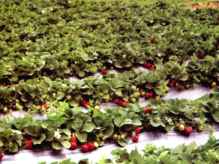 Strawberry Farming