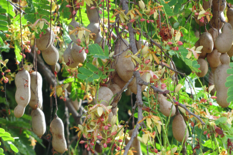Tarmarind Cultivation : రైతులకు సిరులు కురిపిస్తున్న చింత సాగు..