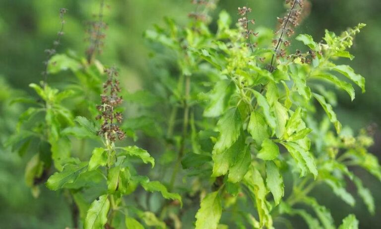 Health Tips : వారానికి రెండుసార్లు తులసి ఆకులను తీసుకుంటే ఏమౌతుందో తెలుసా?