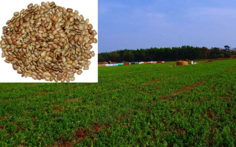 Horse Gram Cultivation: ఉలవ సాగులో తీసుకోవాల్సిన జాగ్రత్తలు..