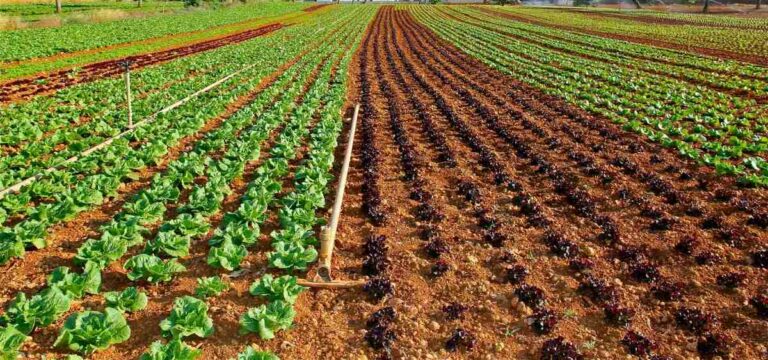 Winter Season :  చలికాలంలో పండించే కూరగాయల సాగులో తీసుకోవాల్సిన జాగ్రత్తలు..