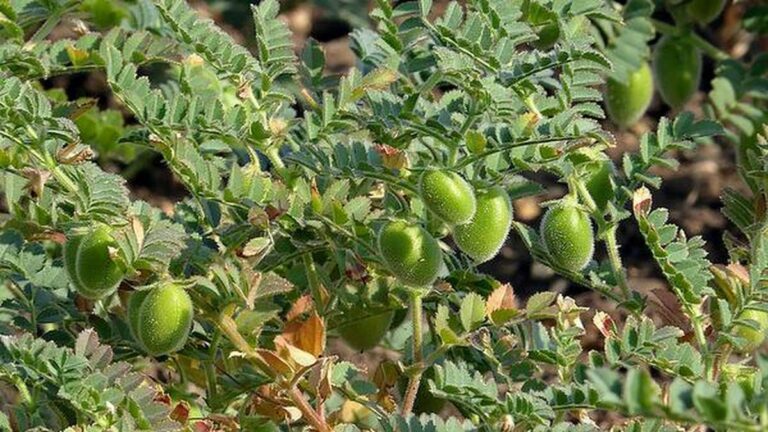 Bengalgram Cultivation : శనగపంటలో తెగుళ్ల నివారణ చర్యలు..