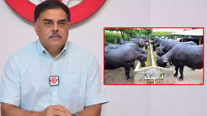 Buffalo Scam: ఏపీలో బఫెలో స్కామ్‌..? సీబీఐ విచారణకు డిమాండ్‌
