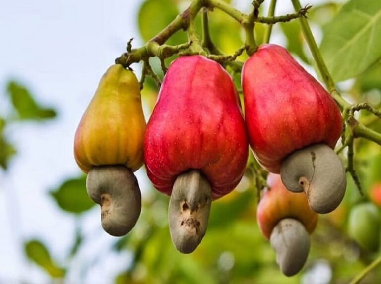 Cashew Cultivation : జీడిమామిడి సాగులో మెళుకువలు..