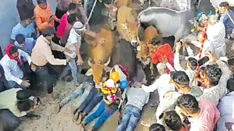 Cows Trample Devotees: ఆవులతో తొక్కించుకున్న భక్తులు.. కారణం ఏంటంటే?
