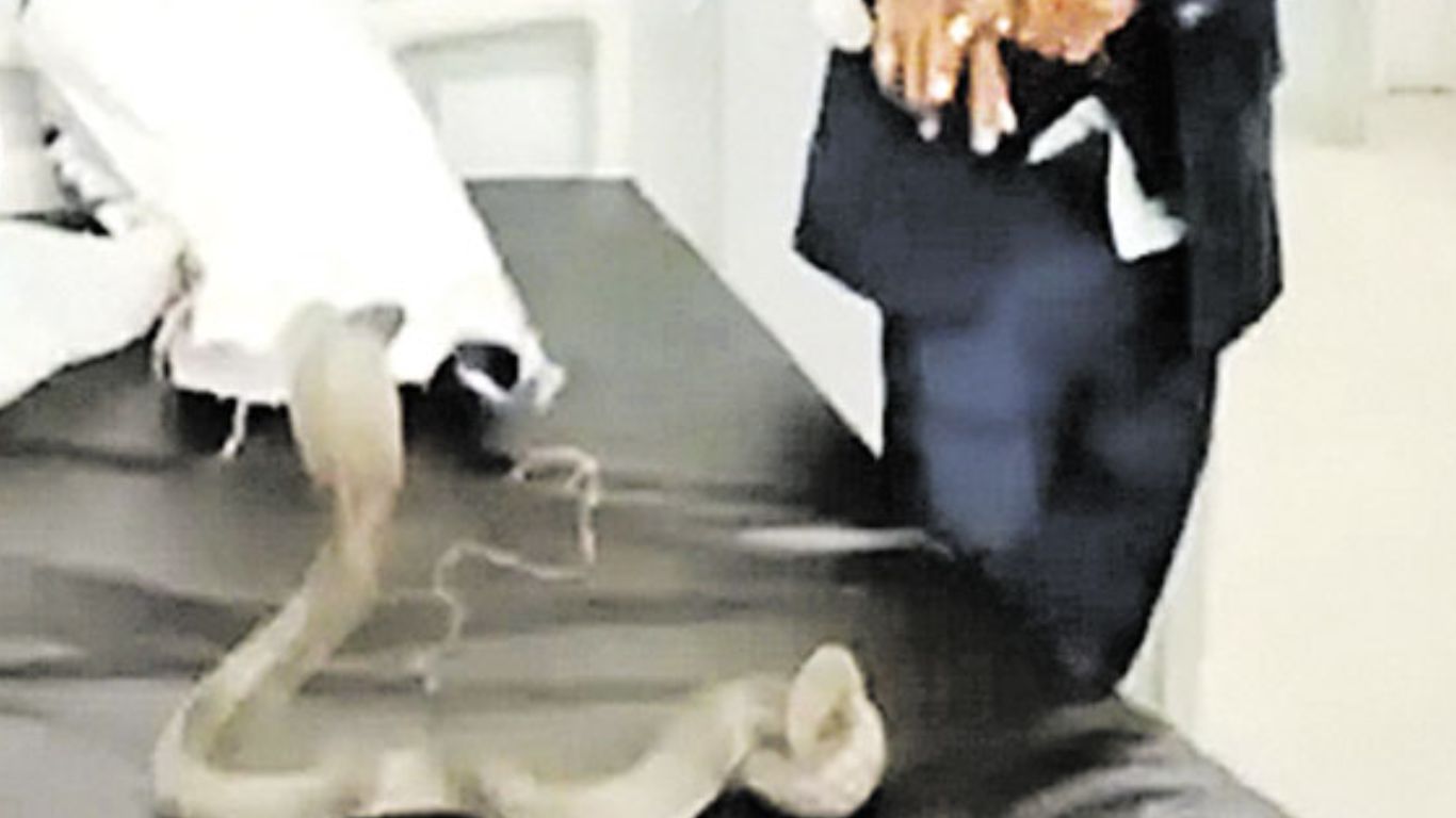 King Cobra-Man: డాక్టర్ ఇదే నాగుపాము కాటేసింది.. త్వరగా ఇంజెక్షన్‌ చేయండి! ఆసుపత్రిలో యువకుడి హల్‌చల్‌