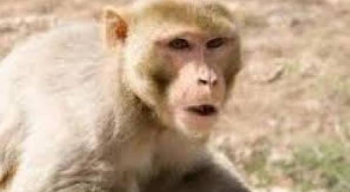 Uttar Pradesh: రోడ్డుపై విషపు ప్యాకెట్ విసిరిన కోతి.. ఆ తర్వాత ఏమైందంటే