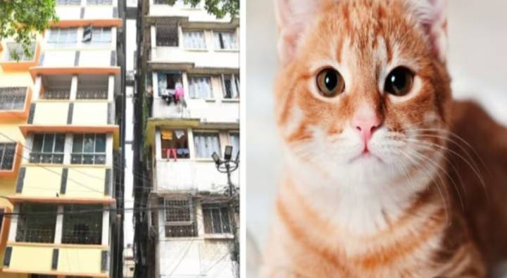 Kolkata: పిల్లిని కాపాడేందుకు 8వ అంతస్తు నుంచి దూకింది.. దారుణంగా చనిపోయింది