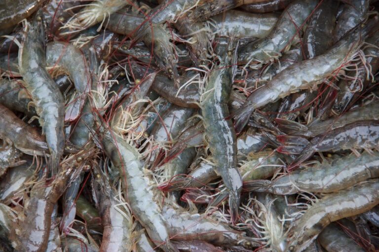 Shrimp Farming : రొయ్యల పెంపకంలో తీసుకోవాల్సిన జాగ్రత్తలు..