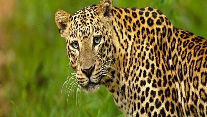 TheTigers Attacked: ఒడిస్సాలో కలకలం సృష్టిస్తున్న పులులు.. భయాందోళనలో ప్రజలు..