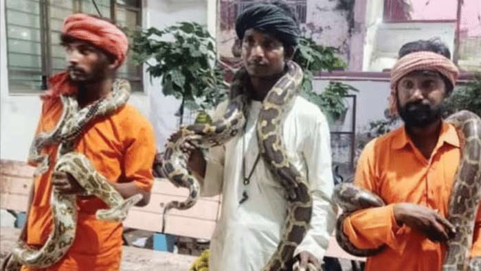 Selling Snake : 10  గ్రా పాము విషం ఖరీదు లక్షల్లో.. లాకప్ లో  ముగ్గురు