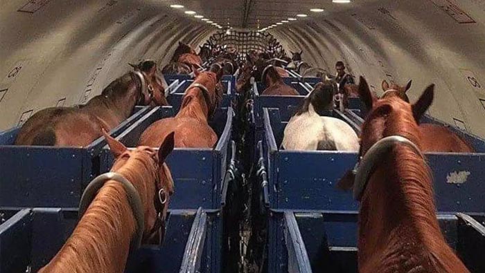 Viral: గాల్లో విమానం… చక్కెర్లు కొట్టిన గుర్రం..  క్షమాపణలు చెప్పిన ఎయిర్ లైన్స్..