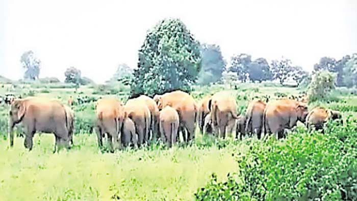 Chhattisgarh: వణికిస్తున్న ఏనుగులు.. ఓట్లు వేయడం కష్టమే..