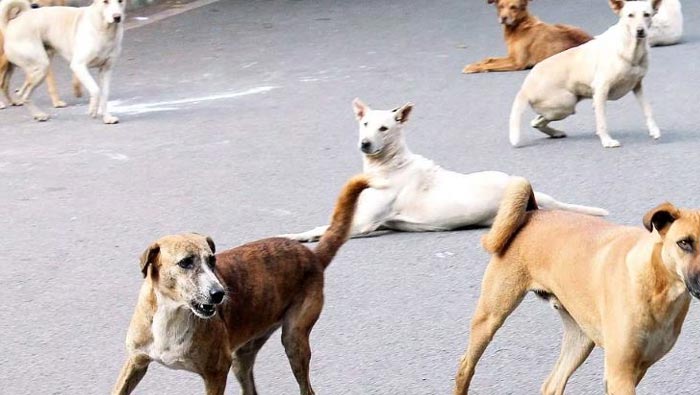 Punjab Haryana High Court: ఒక్కో పంటి గాటుకు 10 వేలు ప్రభుత్వమే చెల్లించాలి.. పంజాబ్- హర్యానా హైకోర్టు