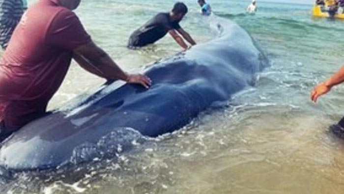 baby whale: తీరానికి చేరిన తిమింగలం.. స్థానికుల చొరవతో నీటిలోకి..