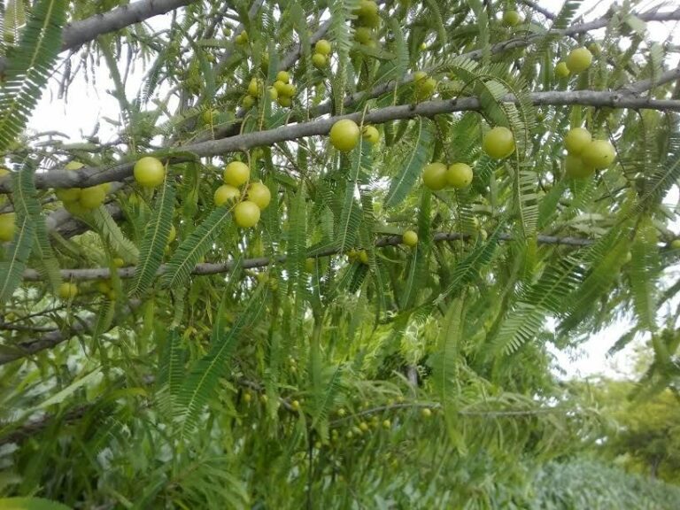 Amla Farming : ఉసిరి సాగులో మెళకువలు..