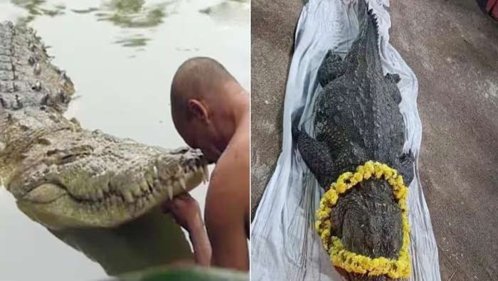 Another Crocodile At Kerala