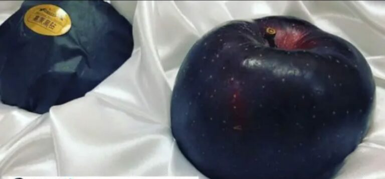 Black Apples : అరుదైన బ్లాక్ డైమండ్ యాపిల్స్.. ధర ఎంతో తెలుసా?