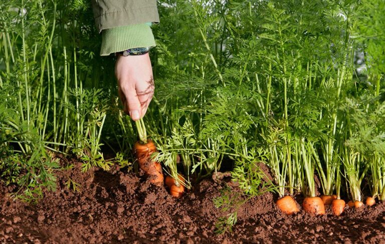 Carrot Cultivation : క్యారెట్ సాగులో అధిక దిగుబడి కోసం మెళుకువలు..