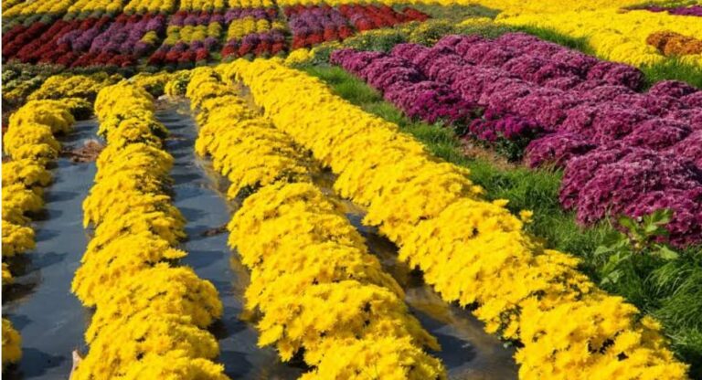 Chrysanthemum Cultivation: చామంతి సాగులో తెగులు నివారణ చర్యలు..