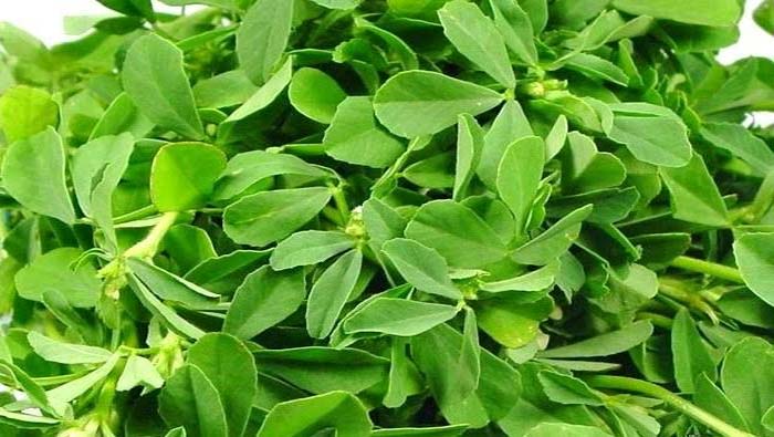 Fenugreek Leaves: మెంతి ఆకులతో లాభమెంతో.. నష్టం కూడా అంతేనట..!