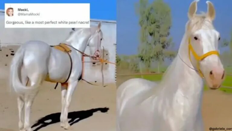 Golden Horses: బంగారు గుర్రాల గురించి ఎప్పుడైనా విన్నారా?.. వీటికి పెద్ద చరిత్రే ఉంది..