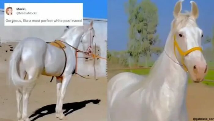 Golden Horses: బంగారు గుర్రాల గురించి ఎప్పుడైనా విన్నారా?.. వీటికి పెద్ద చరిత్రే ఉంది..