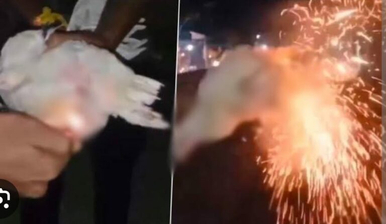 Assam: కోడి ప్రైవేట్ పార్ట్ లో టపాసులు పేల్చిన అల్లరిమూక.. వీళ్లు అసలు మనుషులేనా?