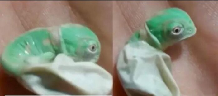 Viral Video : ఊసరవెల్లి బిడ్డ పుట్టిన తర్వాత రంగులను ఎలా మారుస్తుందో చూడండి.. వీడియో..