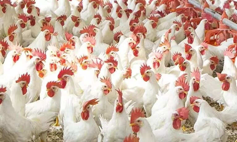 Poultry Farming : మాంసపు కోళ్ల పెంపకంలో తీసుకోవాల్సిన జాగ్రత్తలు..