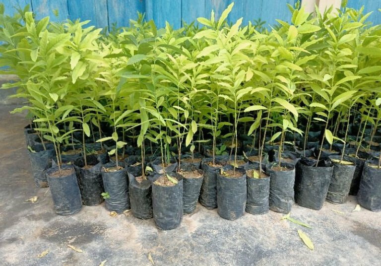 Bussiness Idea : రైతులకు కాసుల వర్షం కురిపిస్తున్న పంటలు ఇవే..